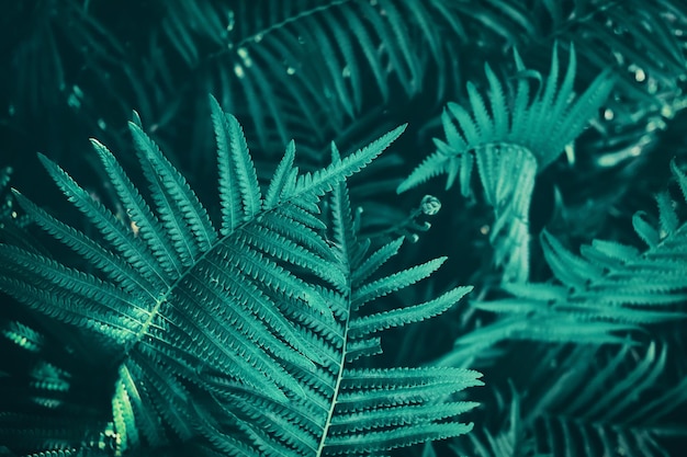 Fondo de naturaleza oscura de hoja de helecho