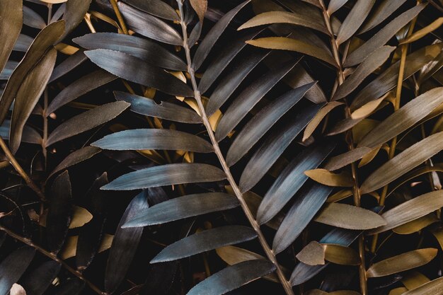 Foto fondo de naturaleza oscura de hojas de palma de bajo perfil