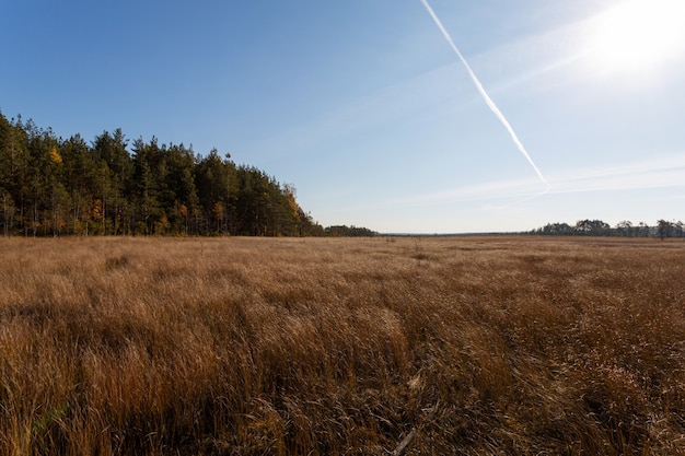 Fondo de naturaleza otoñal escénica con el campo de hierba amarilla y un bosque de pinos en un día soleado.