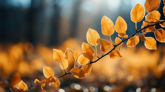 fondo de la naturaleza de otoño hojas de abedul amarillas