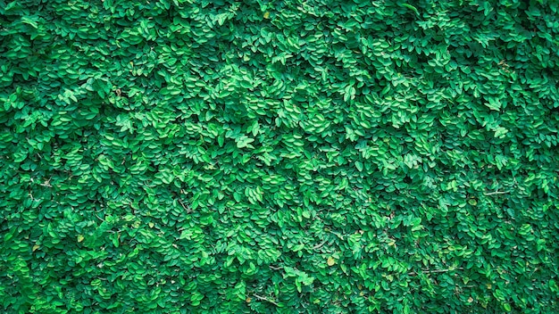 Fondo de naturaleza de planta verde sobre fondo verde de pared