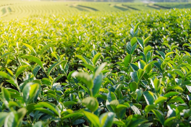 Fondo de naturaleza de la plantación de té.