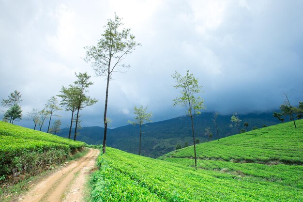 Fondo de la naturaleza de la plantación de té