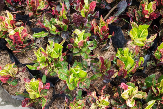 Fondo de naturaleza de plantas de jardín de hojas verdes, Stock Photo