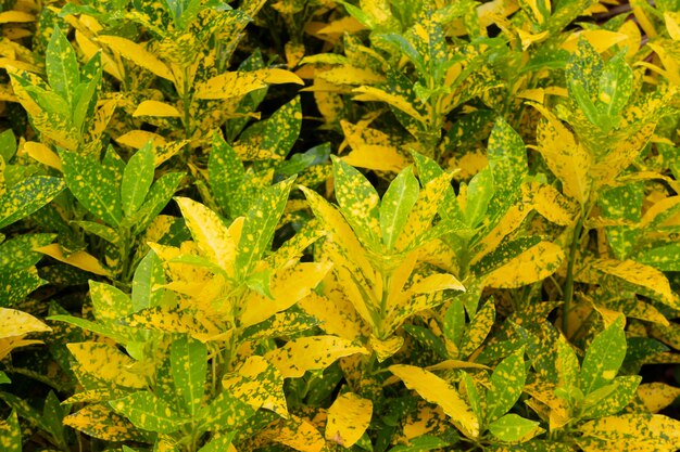 Fondo de naturaleza de plantas de jardín de hojas verdes, Stock Photo