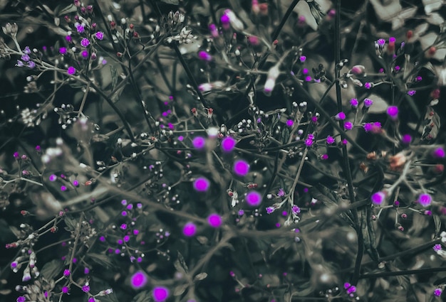 el fondo de la naturaleza de la primavera en flor de hierba