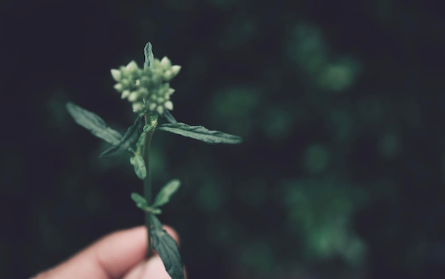 Fondo de naturaleza de primavera de flor de prado de hierba de enfoque suave