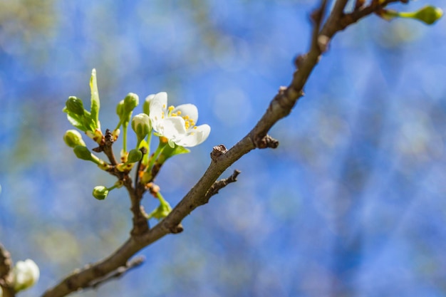 Fondo de la naturaleza de primavera con la flor de la rama del cerezo contra el cielo azul Flor de cerezo en una rama