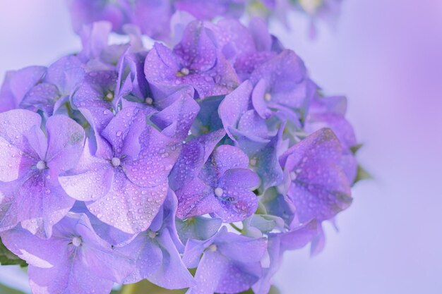 Fondo de naturaleza de primavera con flores de hortensias florecientes