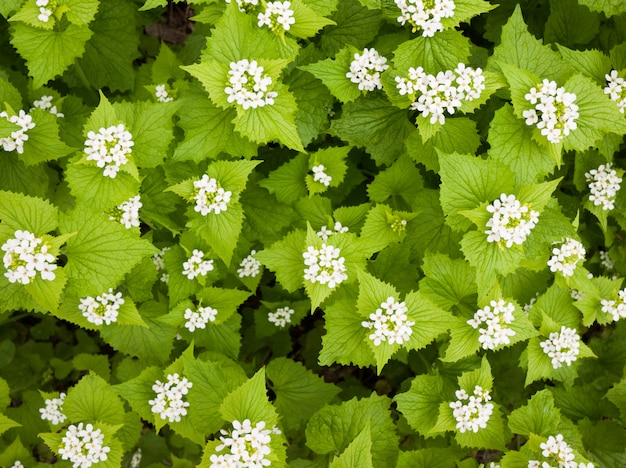 Fondo de naturaleza de primavera con hierba verde y flores