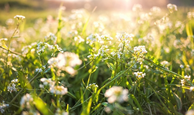 Fondo de naturaleza de primavera o verano con campo de hierba y flores.