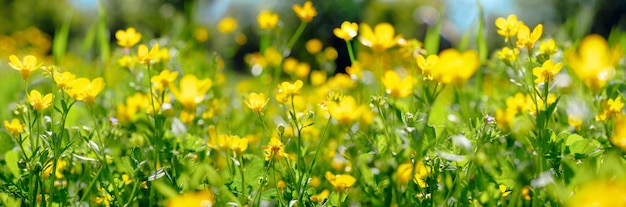 Fondo de naturaleza de primavera o verano con hierba verde y flores silvestres