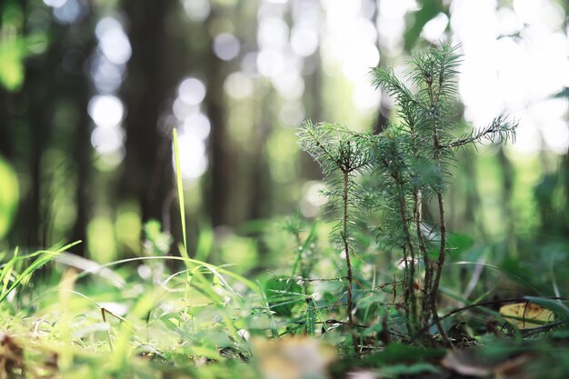 Fondo de naturaleza de primavera Paisaje forestal Árboles verdes y hierba en una mañana de primavera