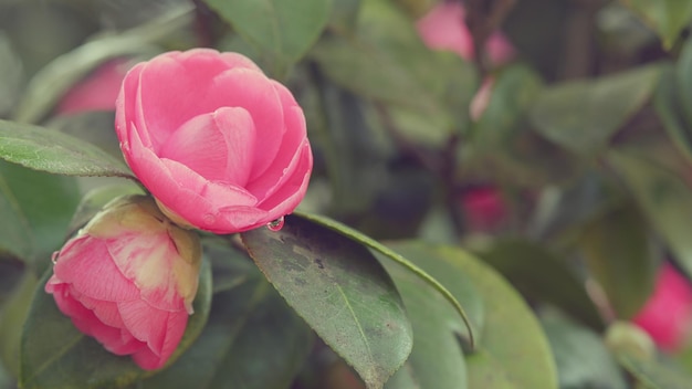 Fondo de la naturaleza de primavera pétalos rosados de la flor de camellia japonica floreciendo en el jardín de primavera