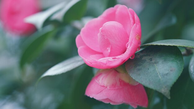 Fondo de la naturaleza de primavera pétalos rosados de la flor de camellia japonica floreciendo en el jardín de primavera