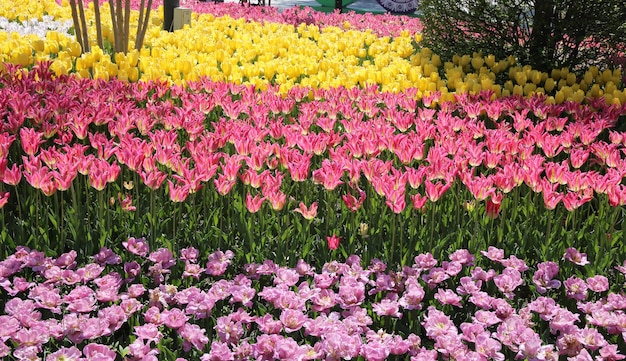 Fondo de naturaleza de primavera de pradera de flores de tulipán para banner web y diseño de tarjeta