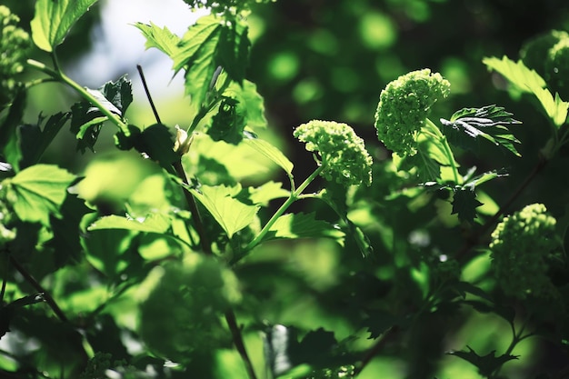 Fondo de naturaleza de primavera Árboles verdes y pastos en una mañana soleada de primavera Paisaje forestal