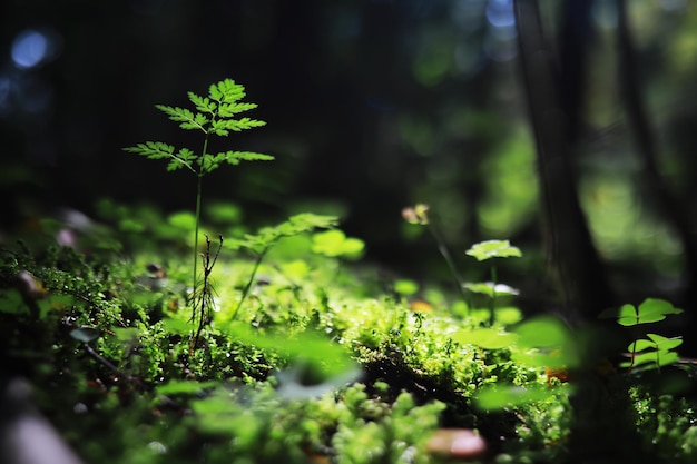 Fondo de naturaleza primaveral Verdor de árboles y pastos en una soleada mañana de primavera Paisaje forestal