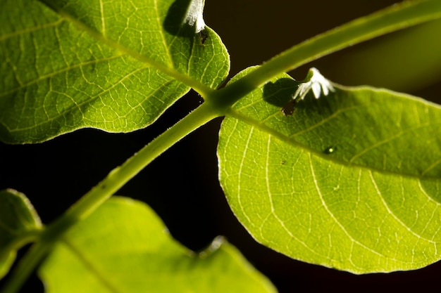 Fondo de naturaleza de primer plano de hoja verde