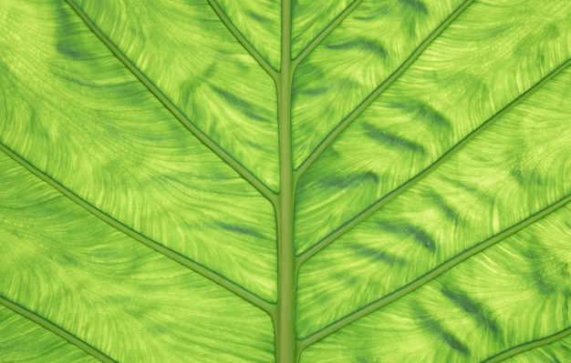 Fondo de naturaleza. Primer plano de la textura de la hoja verde como fondo