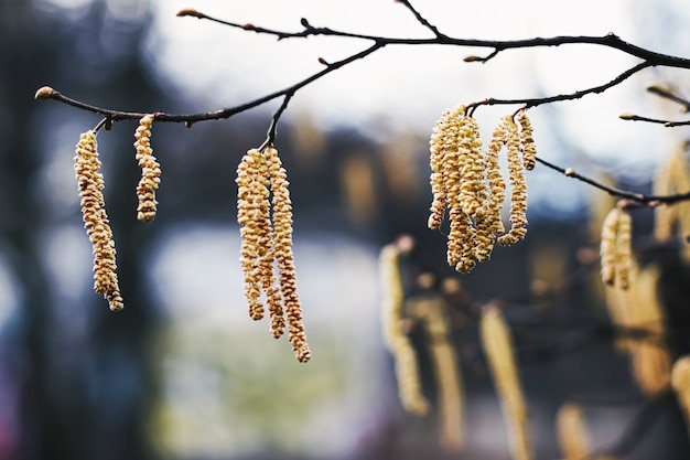 Fondo de naturaleza a principios de primavera u otoño en clima frío en el jardín botánico