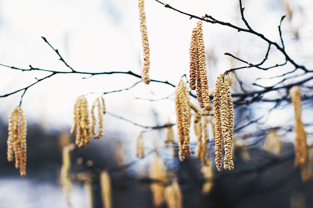 Fondo de naturaleza a principios de primavera u otoño en clima frío en el jardín botánico