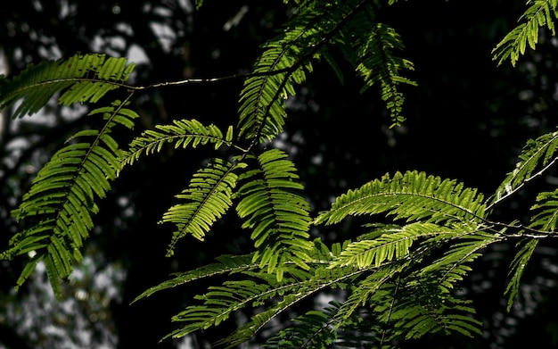 Fondo de naturaleza con rama de árbol tropical