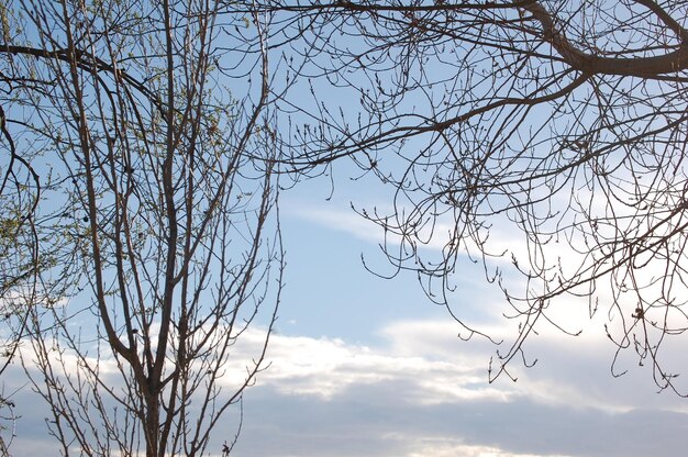 Fondo de naturaleza de ramas de árboles con cielo en el fondo