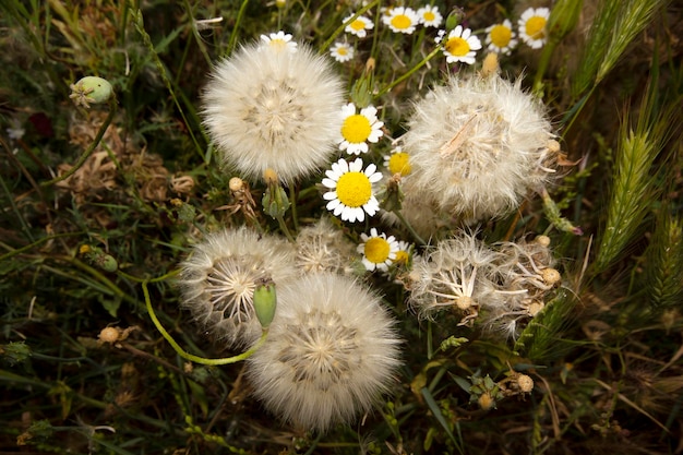 Fondo de naturaleza de semillas y margaritas de diente de león