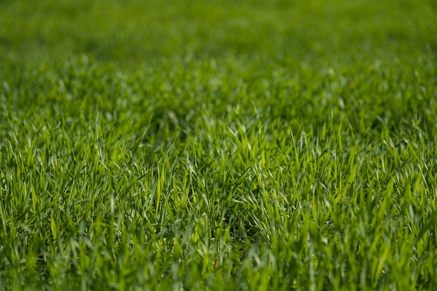 Fondo de naturaleza soplada de enfoque de césped verde