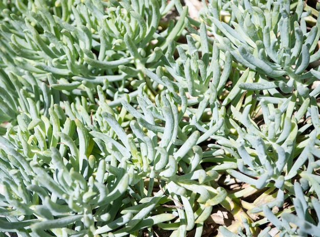 Fondo de naturaleza suculenta verde de planta de cactus