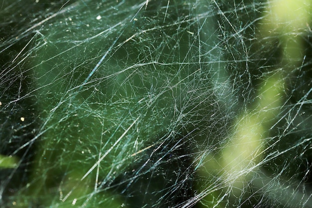 Fondo de la naturaleza de la tela de araña del primer