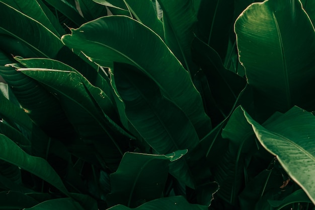 Fondo de naturaleza de textura de hojas verdes abstractas de hojas de plátano verde tropical