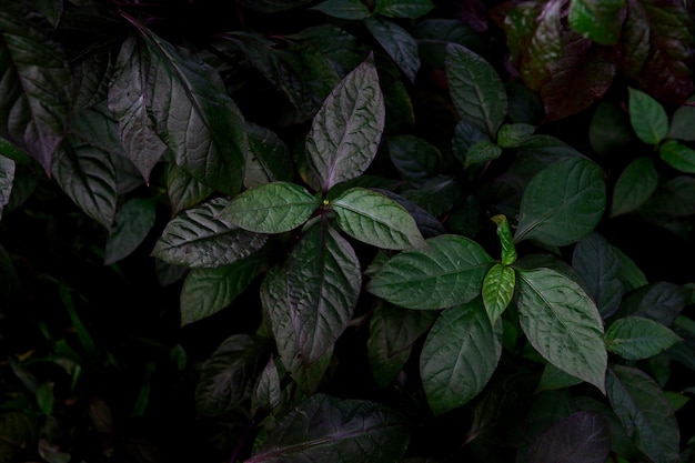 Fondo de naturaleza de textura de hojas verdes abstractas