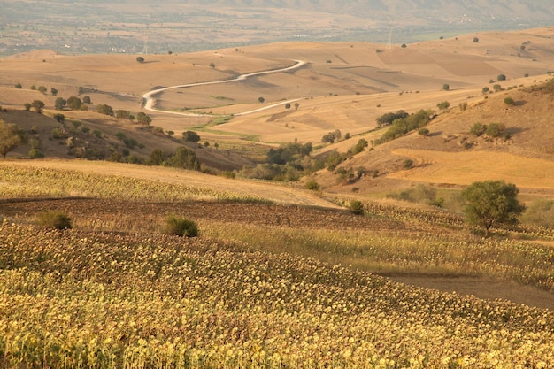 Fondo de naturaleza de tierras de girasol y trigo