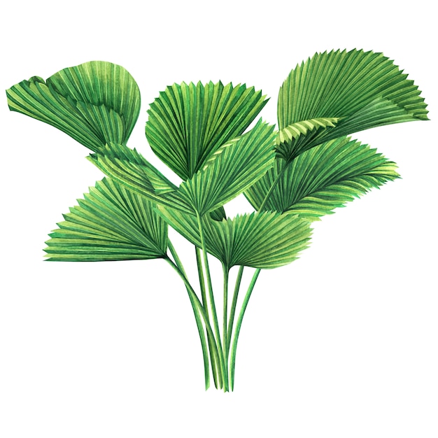 Fondo de naturaleza tropical acuarela con hojas de palma dibujadas a mano