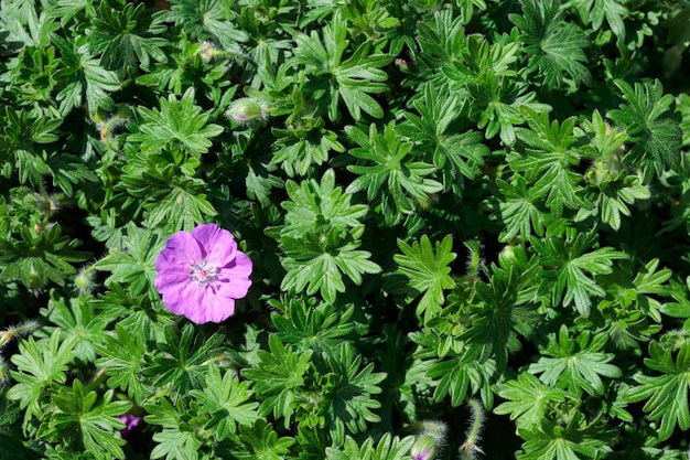 Fondo de naturaleza verano con flores.