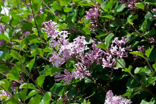 Fondo de naturaleza verano con flores.