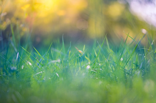 Fondo de naturaleza de verano o primavera Hierba verde abstracto borroso exuberante Campo de hierba fresca de cerca