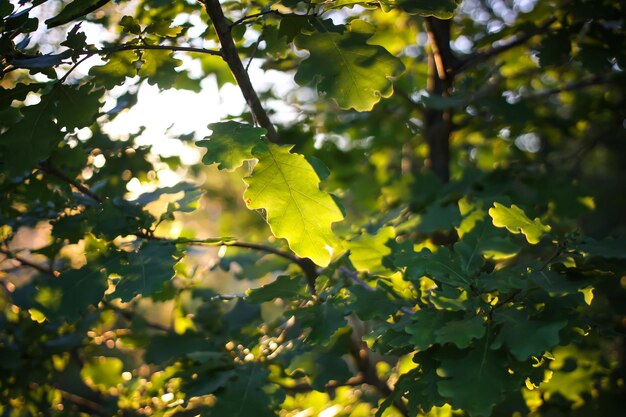 Fondo de naturaleza de verano. Ramas de árboles con hojas verdes a la luz del sol.