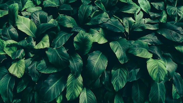 Fondo de naturaleza verde oscuro de follaje tropical
