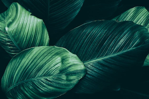 Fondo de naturaleza verde oscuro de follaje tropical