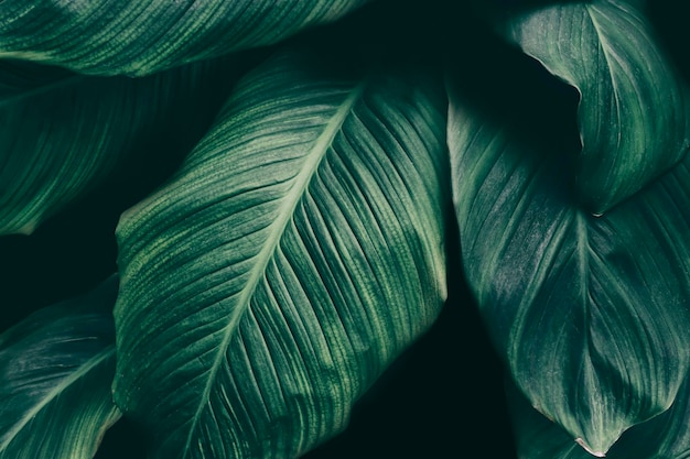 Foto fondo de naturaleza verde oscuro de follaje tropical