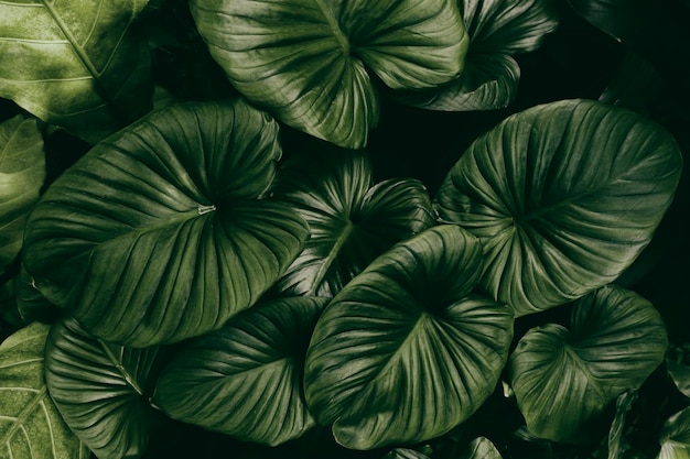 Fondo de naturaleza verde oscuro de follaje tropical