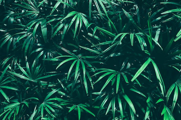 Fondo de naturaleza verde oscuro de textura de hoja tropical