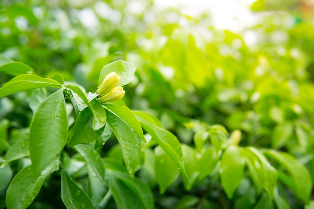 Foto fondo de naturaleza verde con planta de jardín