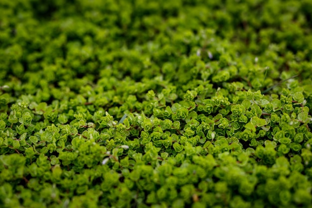 Fondo de naturaleza verde. Textura de hojas. Enfoque selectivo.