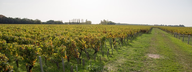 Fondo de naturaleza con viñedo en la cosecha de otoño. Uvas maduras en otoño. Concepto de vino