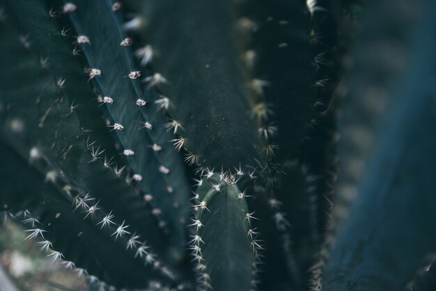 Fondo de naturaleza viva de la planta de cactus verde, planta del desierto tropical en verano, decoración mínima de flores suculentas en plantas de interior de jardín de flora, vida de árbol botánico creativo