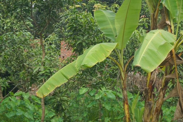 fondo de la naturaleza